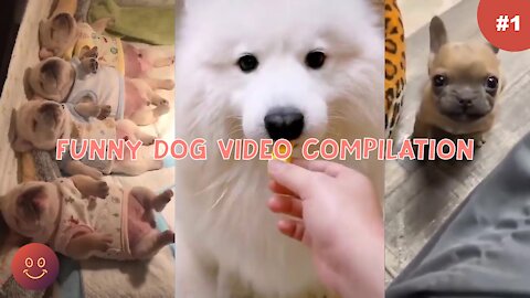 Funny Dog Video Compilation #1