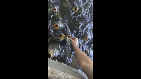 Hand feeding monster carp.