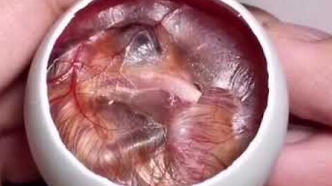 How A Chick Born From A Egg 🐣 - Interesting Video - 😱