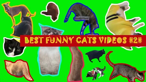 #funnycats #funnyanimals FIRST VIDEO FUNNY ANIMALS #2#