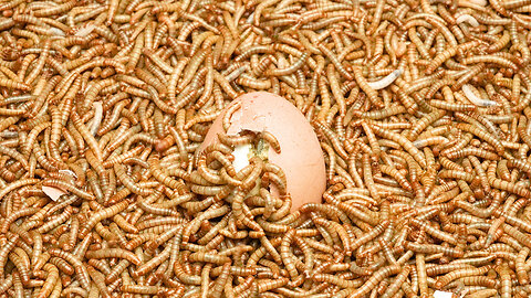 Timelapse 50 000 mealworms vs A brown Egg