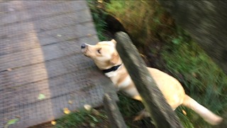 Dog misjudges jump and falls in mud