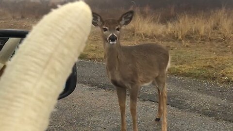 Fawn Walks Up to Car Window to Eat Banana!