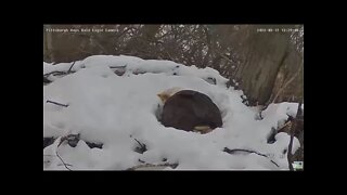 Hays Eagles Mom pops up after Snowstorm 2022 03 12 1322