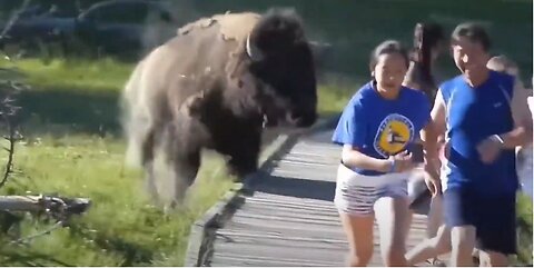 Scary encounter with a buffalo