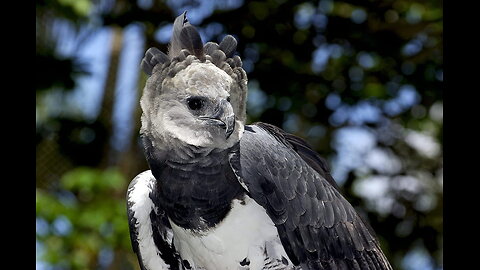 Harpy Eagle