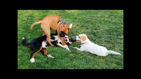 [jack Russell Terrier Ares] Ares plays with a Bernese Mountain dog and a 5month old bull mastiff
