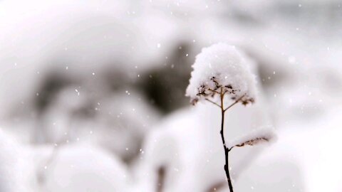 snowfall, winter, background