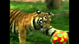 Baby Tiger Plays With Ball