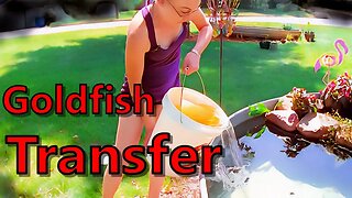 Goldfish Transfer