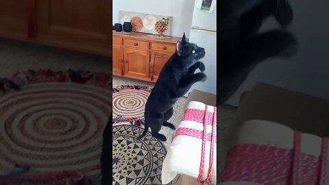 Feline Jumping Ability #blackcat
