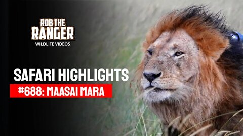 Safari Highlights #688: 17 April 2022 | Lalashe Maasai Mara | Latest Wildlife Sightings
