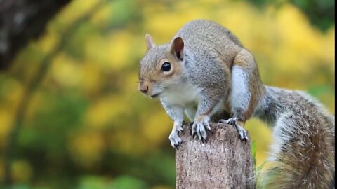 Squirrel Beautiful Moments Cute Squirrel Video