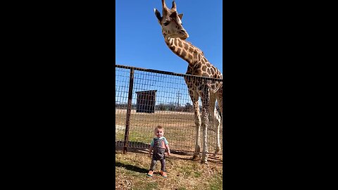 cute baby and giraffe| friendly animals | cute baby