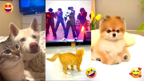 Best Funniest Animal Videos 2024 😅 - Funny Cats And Dogs Videos 😂