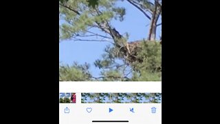 Bald eagle chick in nest