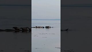 Seals Loafing Around a Beach 🦭
