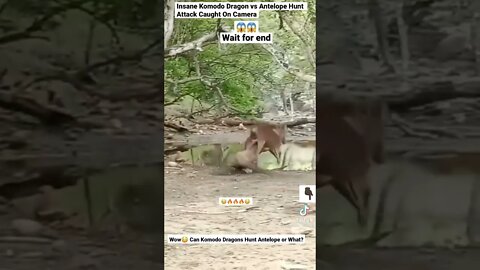 Insane Komodo Dragon vs Antelope Hunt Attack Caught On Camera #shorts #animals #Komodo #antelopes