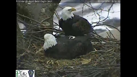 Pittsburgh Hays Bald Eagles First egg 2 19 2014 at 4 45 PM
