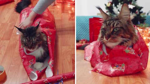 Patient cat allows owner to wrap it like a Christmas gift