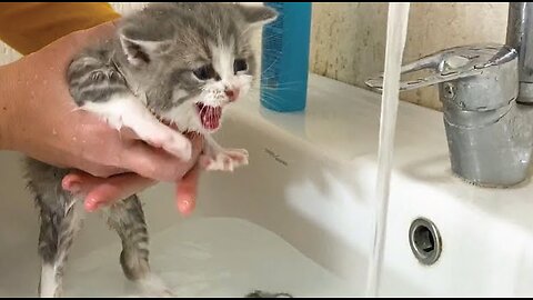 Cat's bath time reaction I Kitten enjoys her first bath Video I Cat