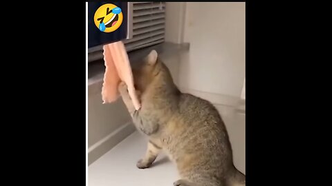 🤣funny cat video 🤣