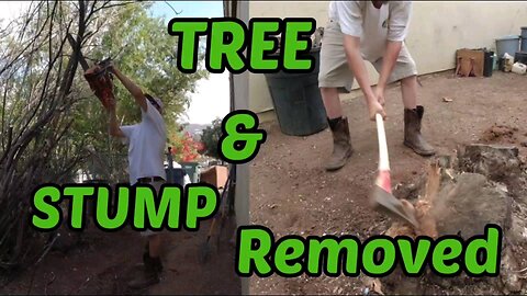 Tree & Stump Removed