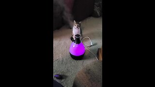 Kitten Totally Fascinated By Vapor Mist Machine
