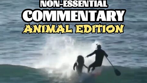 Animals Rule Compilation