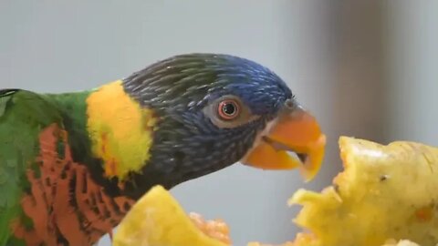 Beautiful Birds Videos