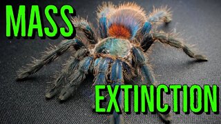 6th Mass Extinction Event & Tarantulas #shorts