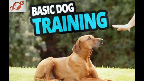 Basic Dog Training – TOP 10 Essential Commands Every Dog Should Know