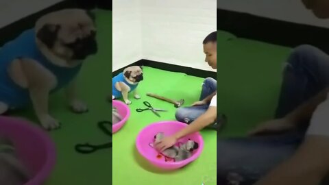 É INCRÍVEL O QUE ESSES ANIMAIS FAZEM ! Os Animais mais engraçados de hoje #shorts