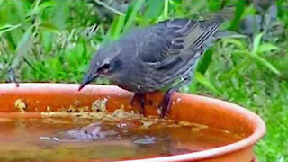 IECV NV #387 - 👀 Starlings Foraging Around The Yard And One Taking A Bath🐤 6-7-2017