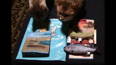 Pet Treater Monthly Mystery Bag for Cats Review - March 2021