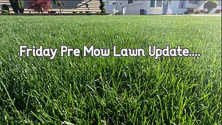 Pre Mow Friday Lawn & Shrubs Update - State of the lawn