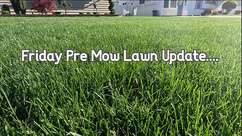 Pre Mow Friday Lawn & Shrubs Update - State of the lawn