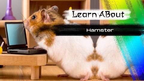 Hamster! 🐹 One Alternative Animal To Have As A Pet