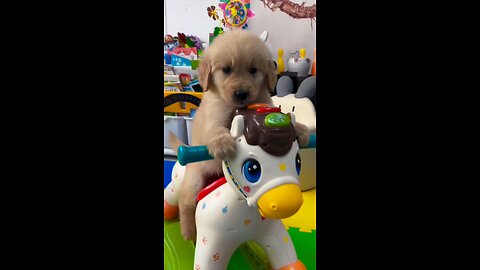 Cute doggie on a horse