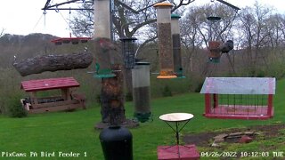 Yellow-Throated Warbler Visits PA Bird Feeder 1 - 4/26/2022