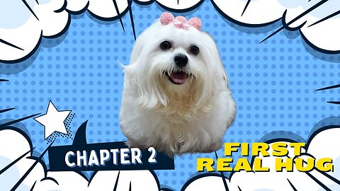 Maltese dog (Chapter 2 - First Real Hug)