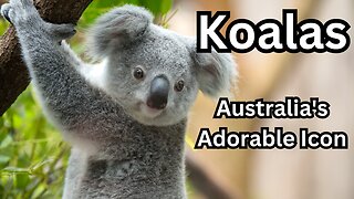 Koalas: Australia's Adorable Icon
