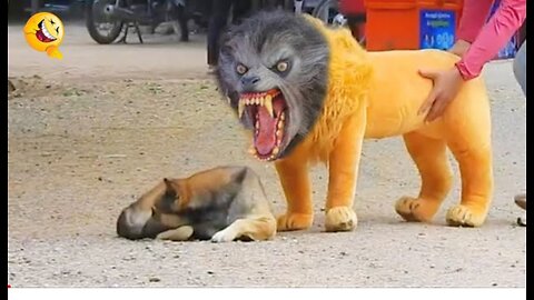 Troll prank dog funny & fake lion and fake tiger prank to dog & Huge box prank on dog