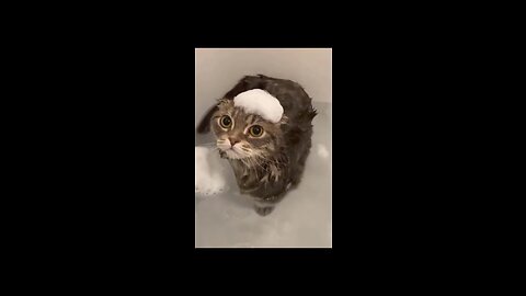 Cute cat The Art of Cat Bathing"
