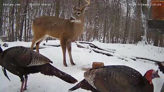 PixCams.com Wildlife Cam 2