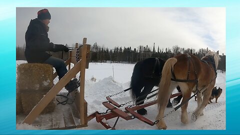 DRAFT HORSES Exercising On The Sled! [ Part 1 ]