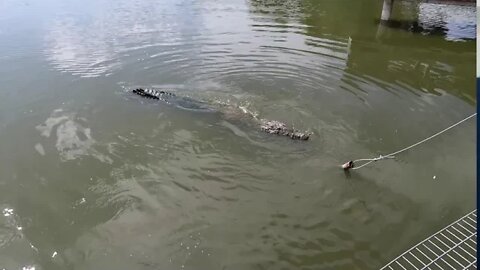 TheFamilyDoes Gatorama: Fast Hands or No Hands