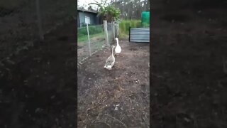 Geese going into the garden area