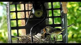 Mockingbirds feeding their little nesting babies - So cool to see!