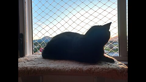 Cat Shelf